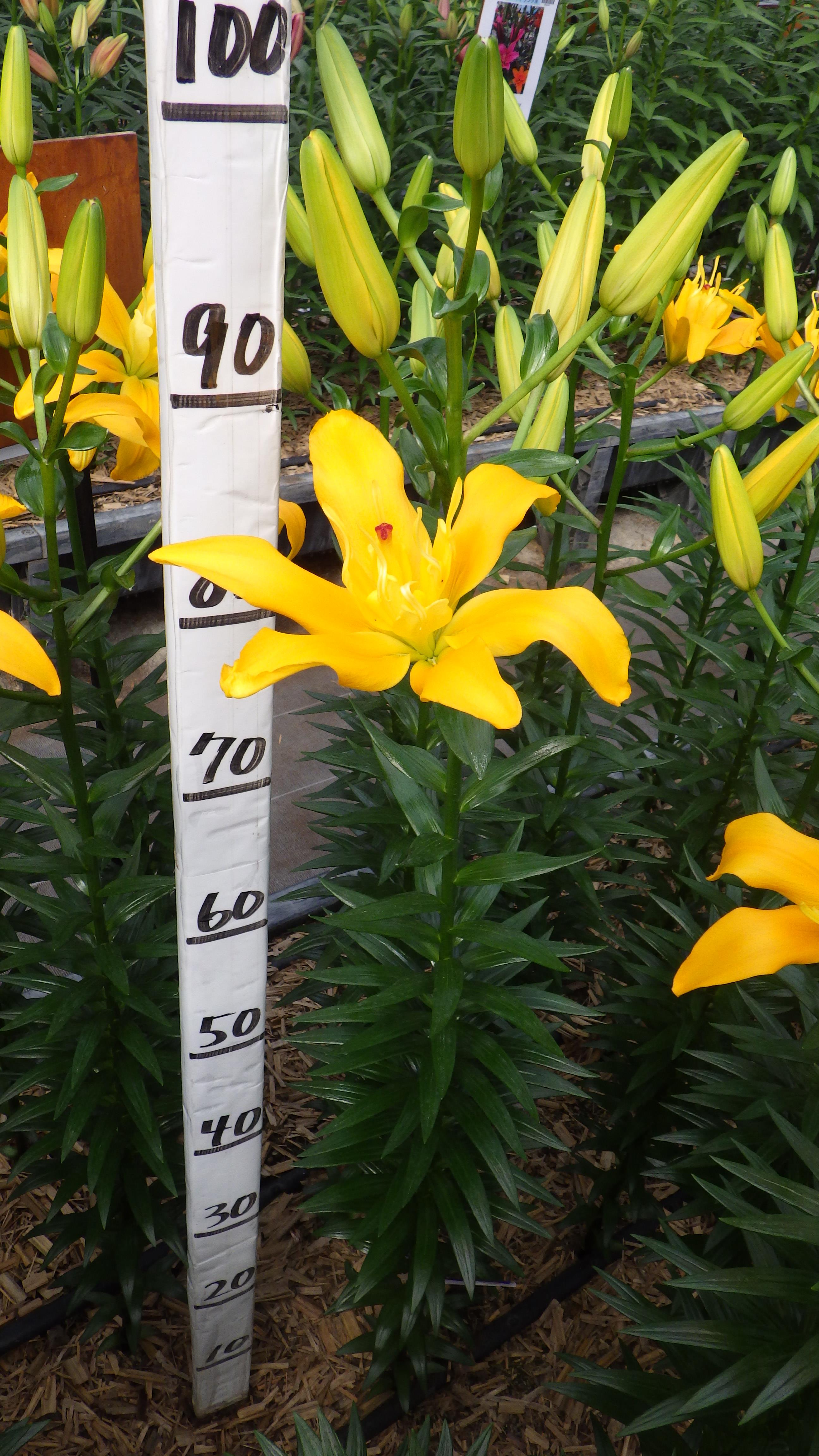 バックハンド(花粉無し)(BFｽﾌﾟﾘﾝｸﾞ)